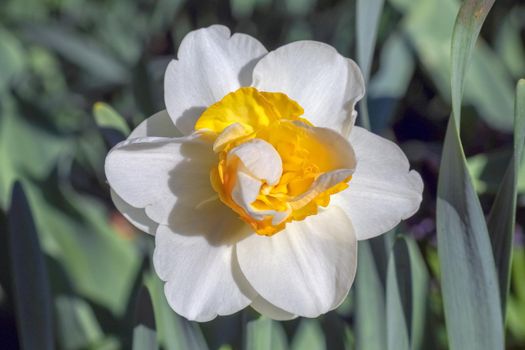 yellow daffodil on a plain background isolate. High quality photo