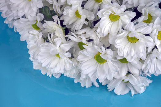 bouquet of chrysanthemums on a blue background. High quality photo