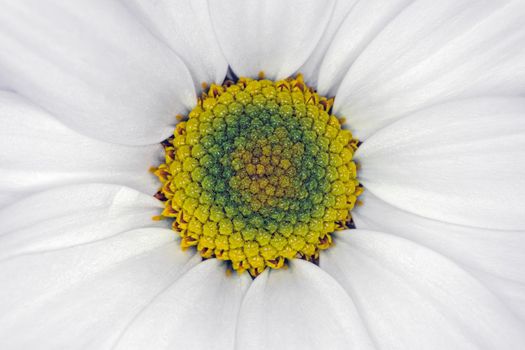 chrysanthemum flower close up macro as background. High quality photo