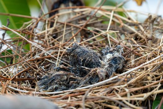 The remains of the baby bird died inside its nest.