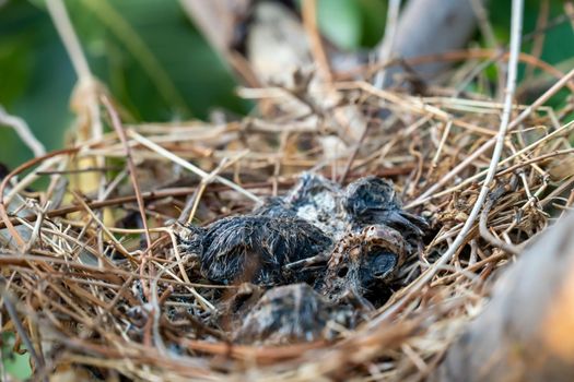 The remains of the baby bird died inside its nest.