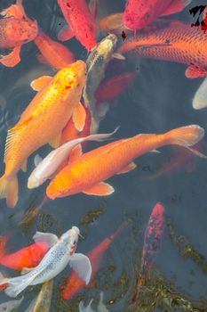 carp Chinese koi colorful fish swim in the water top view of the entire frame . High quality photo