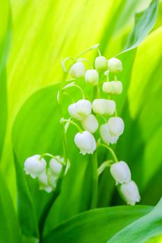 Tender sprig of lily of the valley in early morning. Blossoming spring garden
