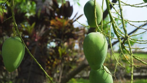 Mango tree with fruits. Bunch of green mango on tree. Bunch of green ripe mango on tree in garden.