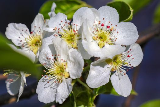 blooming tree branches for the entire frame. High quality photo