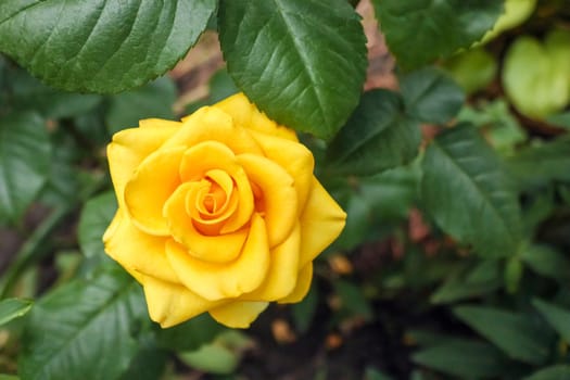 yellow rose on a green background close-up. High quality photo