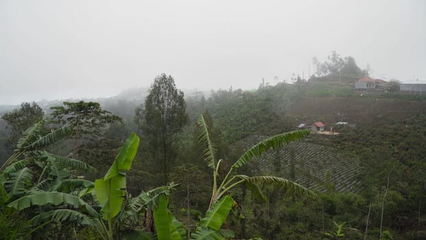 Farmland, fields with white fog, clouds Bali,Indonesia. Fog, cloud over farmland. Rural mountain landscape of fields with fence, trees.
