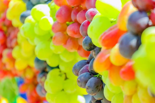 bunches of grapes of different varieties as a background. High quality photo