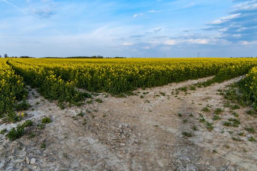 Huge field of Small yellow young colza flower with green stalks