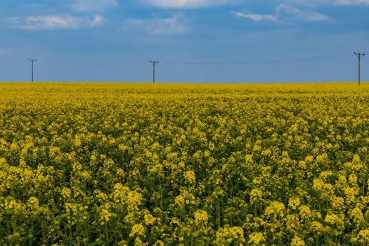 Huge field of Small yellow young colza flower with green stalks