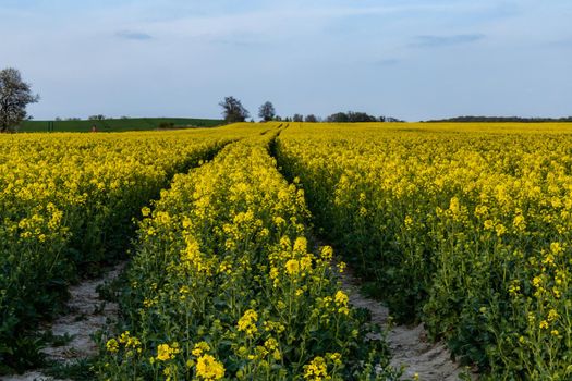 Huge field of Small yellow young colza flower with green stalks