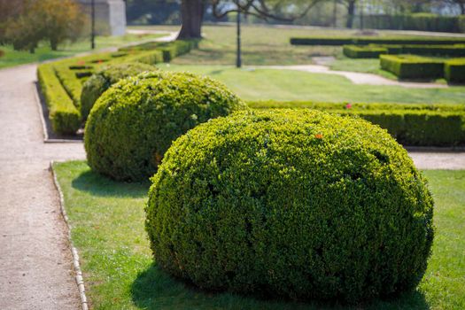 Park with rounded shrubs and green lawns, landscape design. Shrub in the form of a round green ball, in summer.