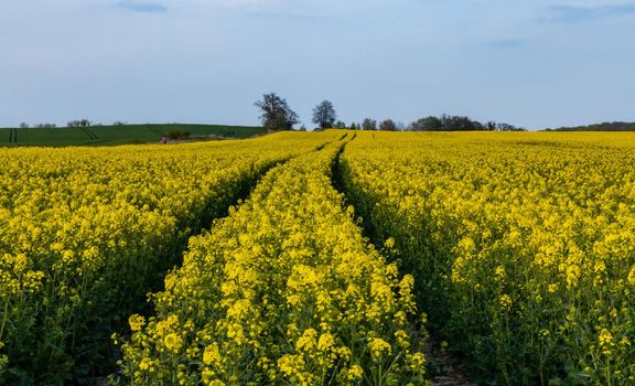 Huge field of Small yellow young colza flower with green stalks