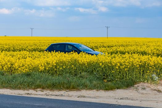 Small black car in Huge field of Small yellow young colza flower with green stalks