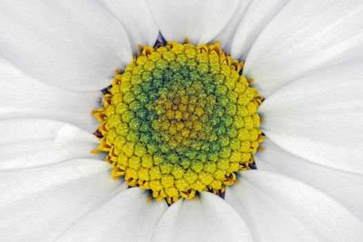 chrysanthemum flower close up macro as background. High quality photo