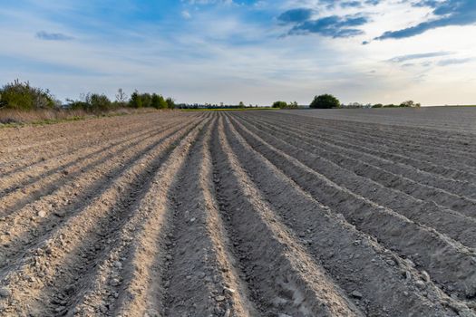 Long Tractor tracks on the harvested field