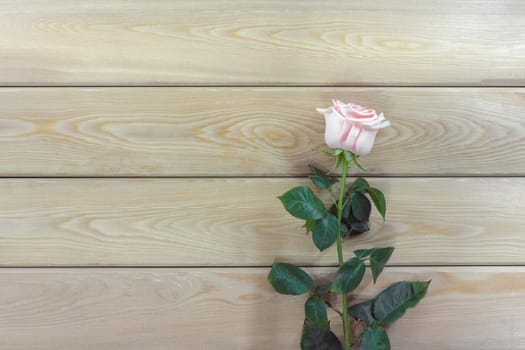 pink roses on a wooden background isolate . High quality photo