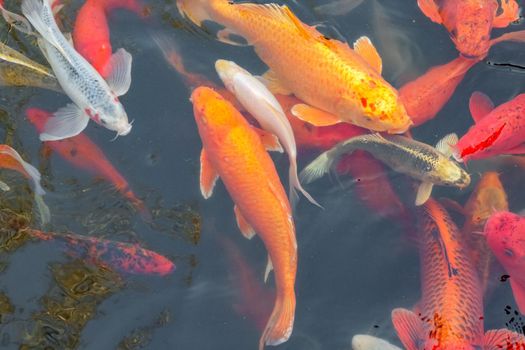 carp Chinese koi colorful fish swim in the water top view of the entire frame . High quality photo