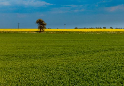 Small tree between green and yellow big field at cloudy day