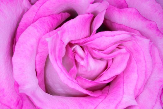 red roses on a purple background macro. High quality photo