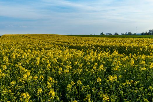 Huge field of Small yellow young colza flower with green stalks