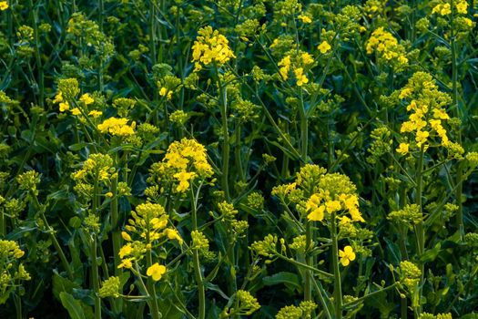 Small yellow young colza flower with green stalks