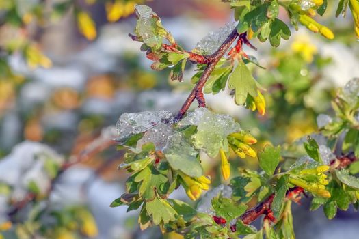 blooming tree branches with snow as background. High quality photo