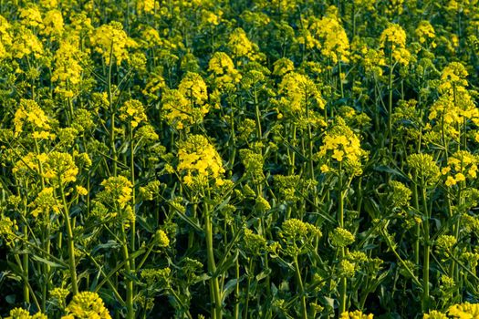 Small yellow young colza flower with green stalks