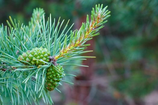 pine branch with a cone close up against the blue sky. High quality photo