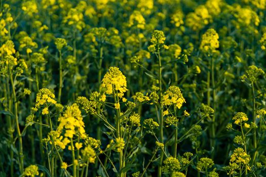 Small yellow young colza flower with green stalks