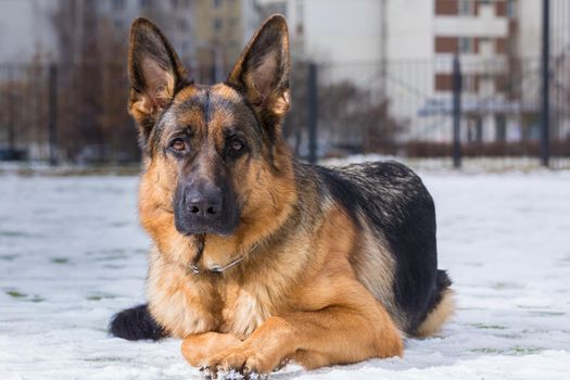 German young Shepherd dog performs the commands of the owner running through the snow. Playing with the ring.