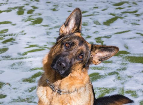 German young Shepherd dog performs the commands of the owner running through the snow. Playing with the ring.