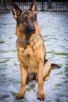 German young Shepherd dog performs the commands of the owner running through the snow. Playing with the ring.