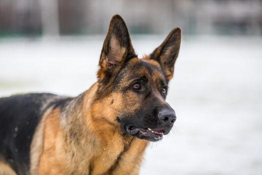 German young Shepherd dog performs the commands of the owner running through the snow. Playing with the ring.