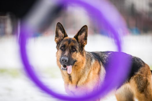 German young Shepherd dog performs the commands of the owner running through the snow. Playing with the ring.