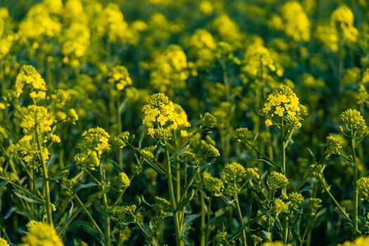 Small yellow young colza flower with green stalks