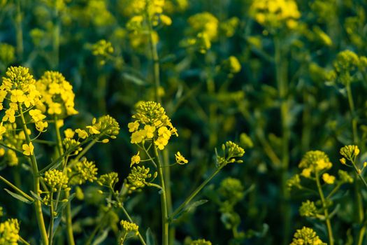 Small yellow young colza flower with green stalks