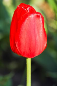 Bud of a Tulip on a beautiful background of macro. High quality photo