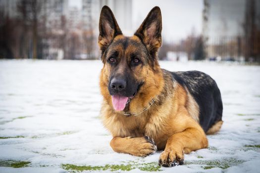 German young Shepherd dog performs the commands of the owner, running through the snow. Wants to understand, play, jump, think.