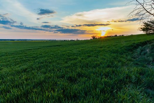 Green and yellow fields of colza at cloudy sunset