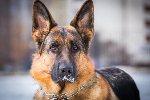 German young Shepherd dog performs the commands of the owner, running through the snow. Wants to understand, play, jump, think.