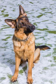 German young Shepherd dog performs the commands of the owner running through the snow. Playing with the ring.