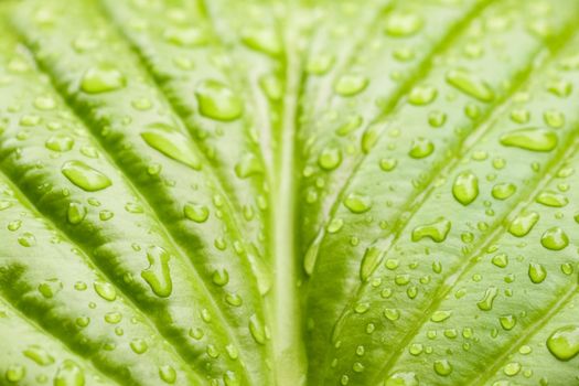 green Hosta leaf with rain drops close-up. High quality photo