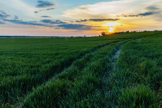 Green and yellow fields of colza at cloudy sunset