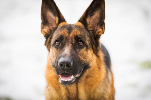 German young Shepherd dog performs the commands of the owner, running through the snow. Wants to understand, play, jump, think.