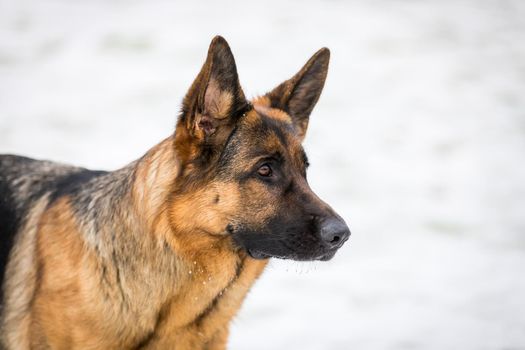 German young Shepherd dog performs the commands of the owner, running through the snow. Wants to understand, play, jump, think.