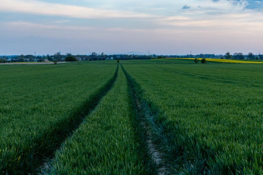 Green and yellow fields of colza at cloudy sunset