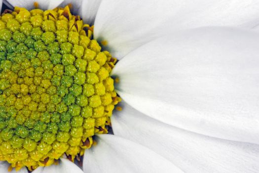 chrysanthemum flower close up macro as background. High quality photo