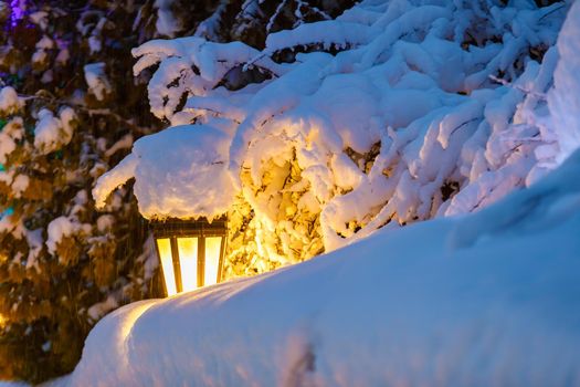In winter, a yellow lantern shines in the park, between large, snow-covered Christmas trees. There are huge flakes of snow on the branches.