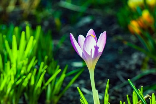 blue Crocus flower on a beautiful background macro